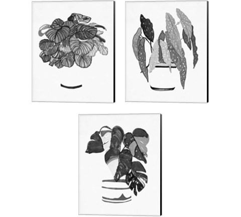 B&W Indoor Plant 3 Piece Canvas Print Set by Stellar Design Studio