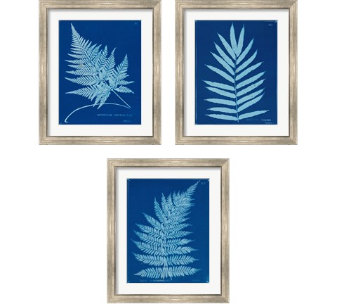 Cyanotype Ferns 3 Piece Framed Art Print Set