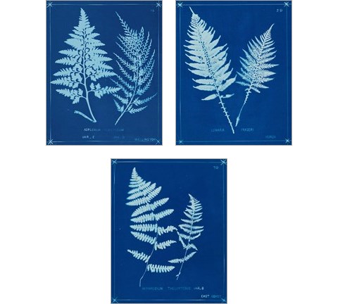 Cyanotype Ferns 3 Piece Art Print Set