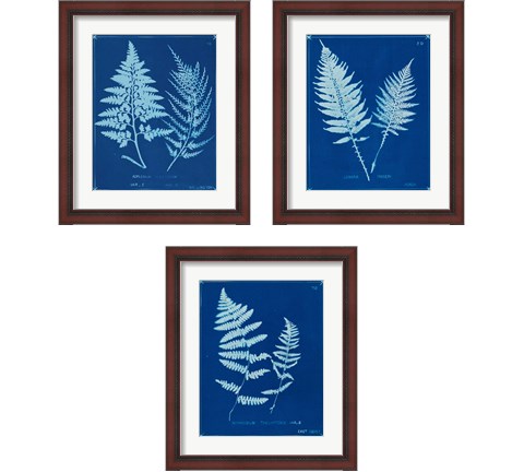 Cyanotype Ferns 3 Piece Framed Art Print Set