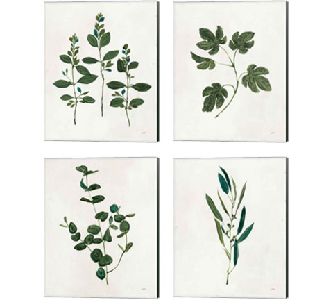 Botanical Study Greenery 4 Piece Canvas Print Set by Julia Purinton