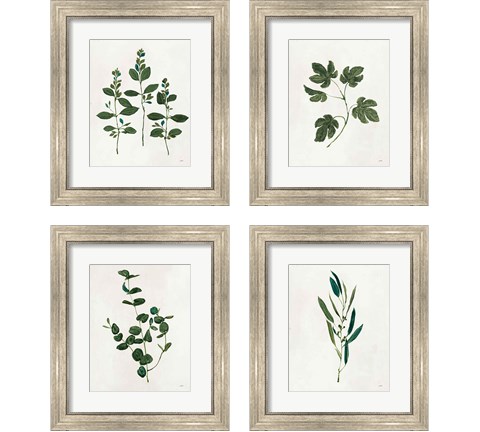 Botanical Study Greenery 4 Piece Framed Art Print Set by Julia Purinton