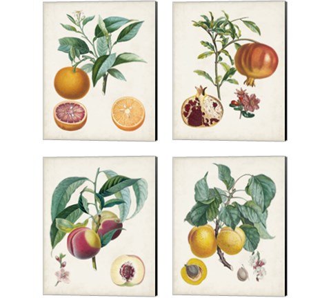 Vintage Fruit 4 Piece Canvas Print Set by Pierre-Antoine Poiteau