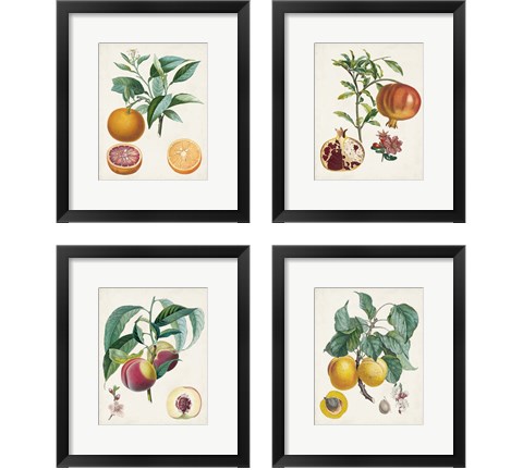 Vintage Fruit 4 Piece Framed Art Print Set by Pierre-Antoine Poiteau