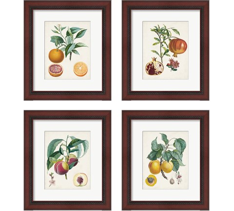 Vintage Fruit 4 Piece Framed Art Print Set by Pierre-Antoine Poiteau