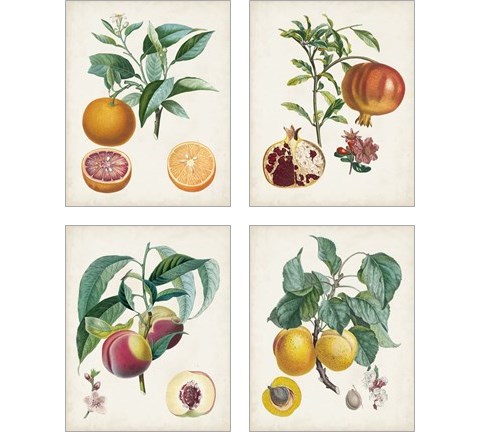 Vintage Fruit 4 Piece Art Print Set by Pierre-Antoine Poiteau