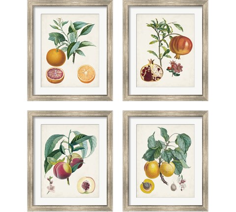Vintage Fruit 4 Piece Framed Art Print Set by Pierre-Antoine Poiteau