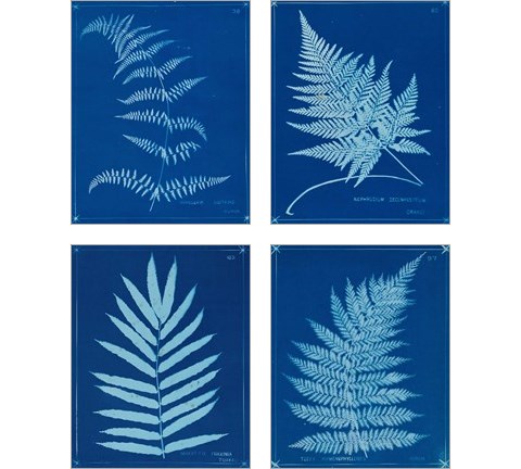 Cyanotype Ferns 4 Piece Art Print Set