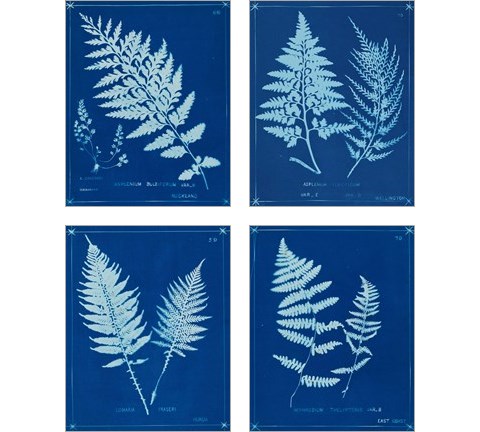 Cyanotype Ferns 4 Piece Art Print Set