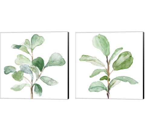 Fiddle Fig Leaf Plant 2 Piece Canvas Print Set by Lanie Loreth