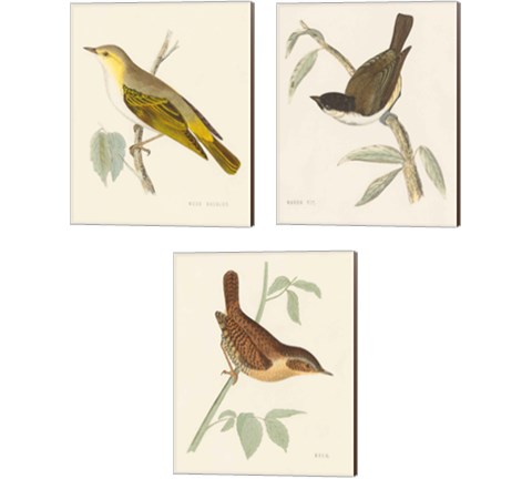 Engraved Birds 3 Piece Canvas Print Set by Wild Apple Portfolio