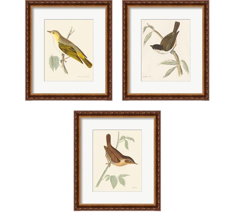 Engraved Birds 3 Piece Framed Art Print Set by Wild Apple Portfolio