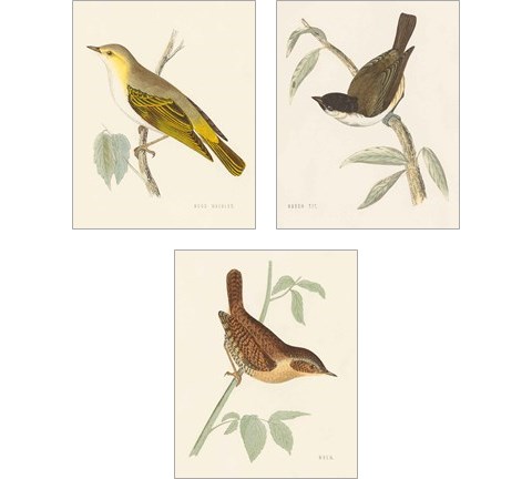 Engraved Birds 3 Piece Art Print Set by Wild Apple Portfolio