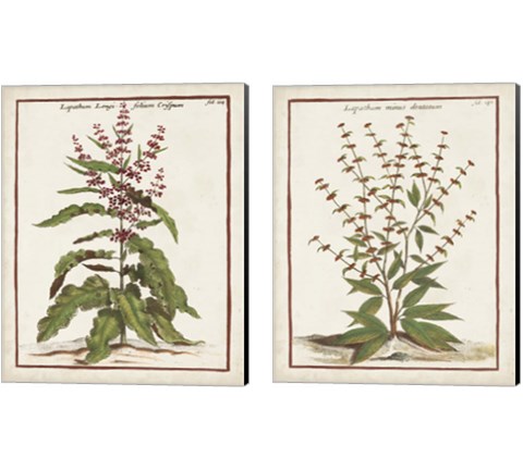Munting Botanicals 2 Piece Canvas Print Set by Abraham Munting
