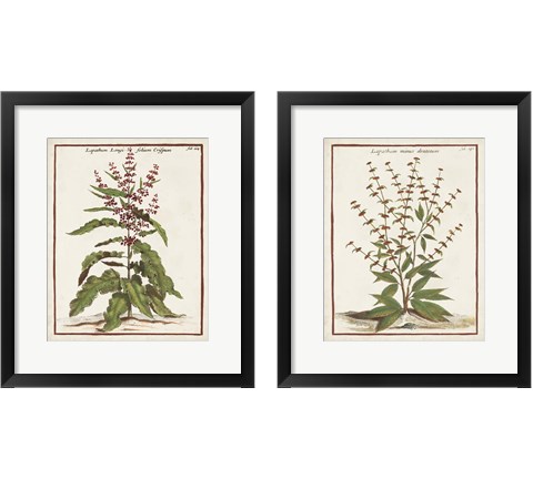 Munting Botanicals 2 Piece Framed Art Print Set by Abraham Munting