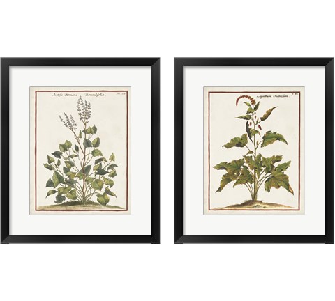 Munting Botanicals 2 Piece Framed Art Print Set by Abraham Munting