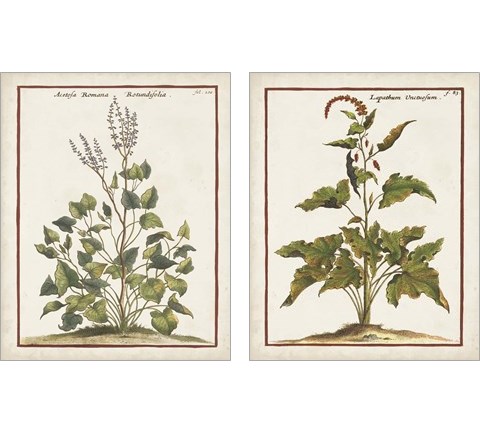 Munting Botanicals 2 Piece Art Print Set by Abraham Munting