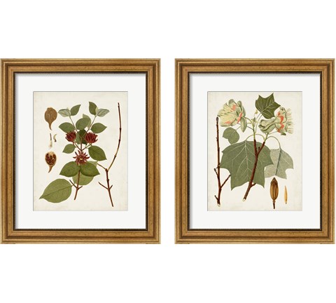 Antique Leaves 2 Piece Framed Art Print Set