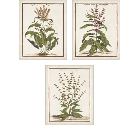 Munting Botanicals 3 Piece Art Print Set by Abraham Munting