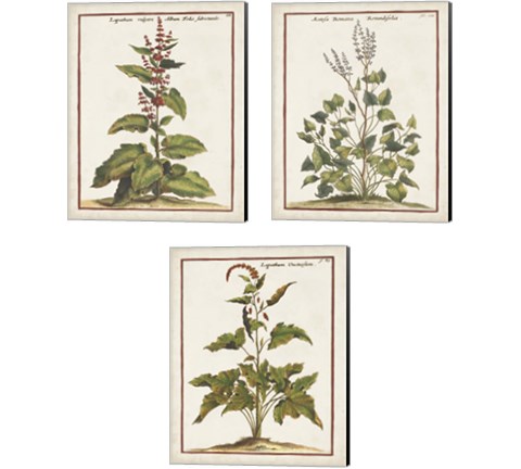 Munting Botanicals 3 Piece Canvas Print Set by Abraham Munting