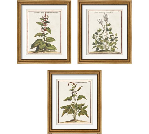 Munting Botanicals 3 Piece Framed Art Print Set by Abraham Munting
