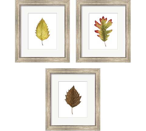 Fall Leaf Study 3 Piece Framed Art Print Set by Grace Popp