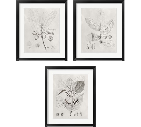 Vintage Leaves 3 Piece Framed Art Print Set by Vision Studio