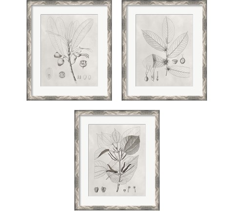 Vintage Leaves 3 Piece Framed Art Print Set by Vision Studio