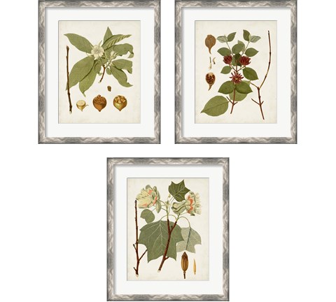 Antique Leaves 3 Piece Framed Art Print Set