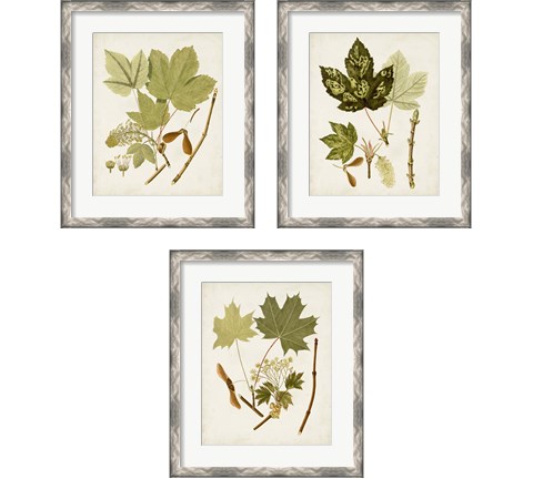 Antique Leaves 3 Piece Framed Art Print Set