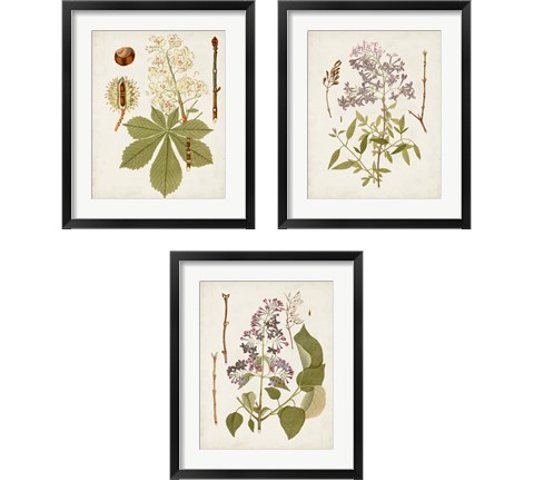 Vintage Flowering Trees 3 Piece Framed Art Print Set
