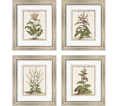 Munting Botanicals 4 Piece Framed Art Print Set by Abraham Munting