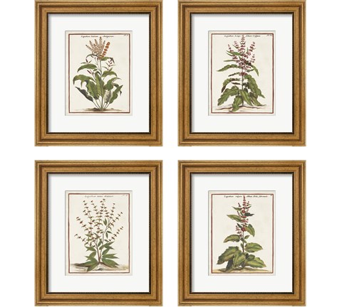 Munting Botanicals 4 Piece Framed Art Print Set by Abraham Munting