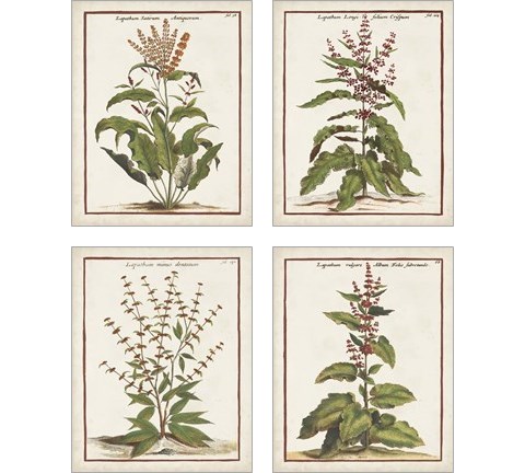 Munting Botanicals 4 Piece Art Print Set by Abraham Munting