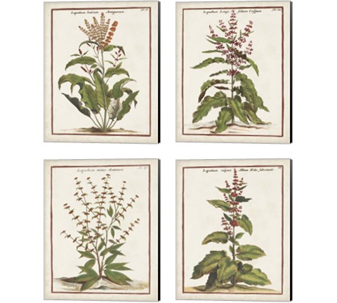 Munting Botanicals 4 Piece Canvas Print Set by Abraham Munting