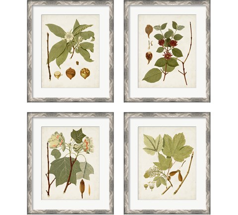 Antique Leaves 4 Piece Framed Art Print Set