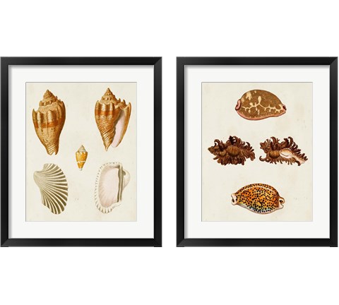 Knorr Shells 2 Piece Framed Art Print Set by George Wolfgang Knorr