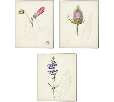 Watercolor Botanical Sketches 3 Piece Canvas Print Set