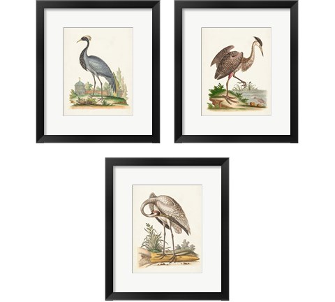 Antique Heron & Cranes 3 Piece Framed Art Print Set by George Edwards