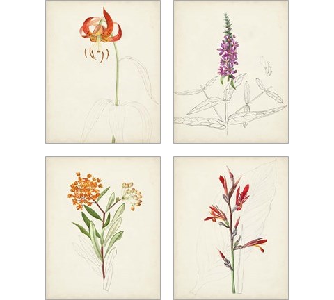 Watercolor Botanical Sketches 4 Piece Art Print Set