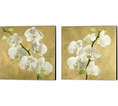 Orchids on a Golden Background 2 Piece Canvas Print Set by Andrea Antinori