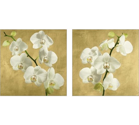 Orchids on a Golden Background 2 Piece Art Print Set by Andrea Antinori