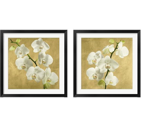 Orchids on a Golden Background 2 Piece Framed Art Print Set by Andrea Antinori