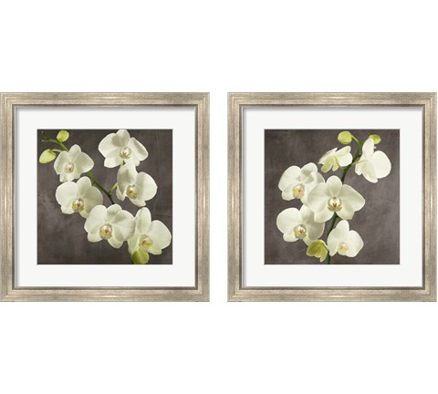 Orchids on Grey Background 2 Piece Framed Art Print Set by Andrea Antinori