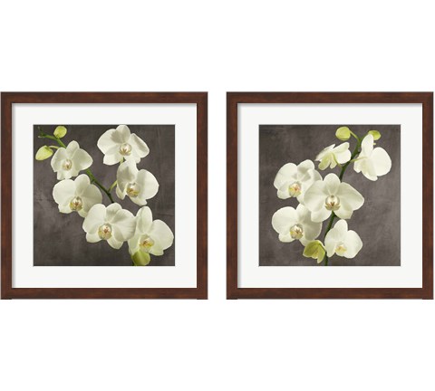 Orchids on Grey Background 2 Piece Framed Art Print Set by Andrea Antinori