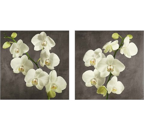 Orchids on Grey Background 2 Piece Art Print Set by Andrea Antinori