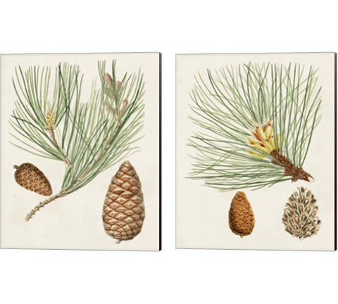 Antique Pine Cones 2 Piece Canvas Print Set