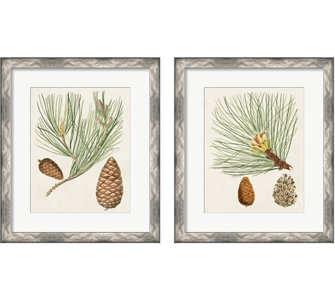 Antique Pine Cones 2 Piece Framed Art Print Set