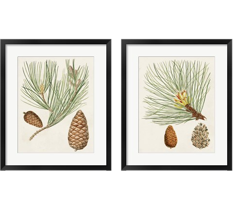 Antique Pine Cones 2 Piece Framed Art Print Set