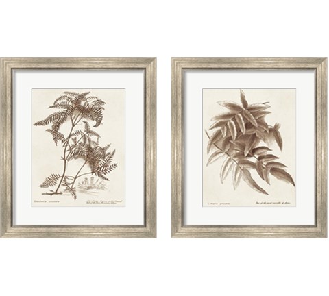 Sepia Fern Varieties 2 Piece Framed Art Print Set